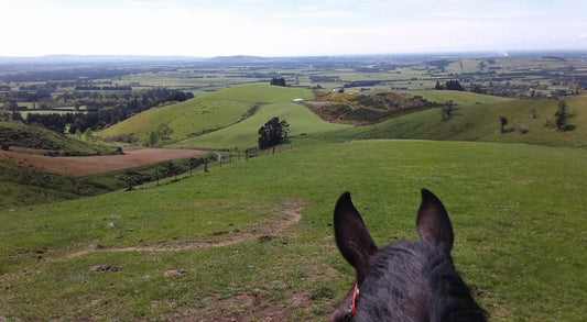 Ride Your Horse on The Grange