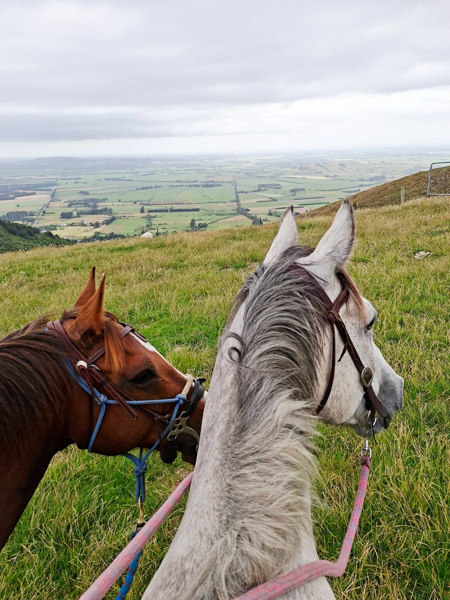Ride Your Horse on The Grange